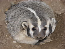 220px-AmericanBadger