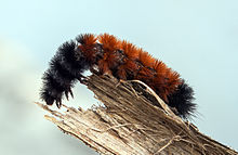 220px-Pyrrharctia_isabella_-_Caterpillar_-_Devonian_Fossil_Gorge_-_Iowa_City_-_2014-10-15_-_image_1