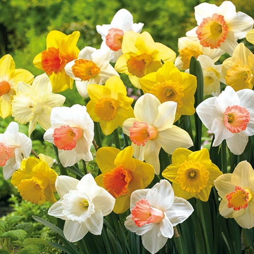 daffodils