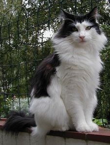 440px-Norwegian_forest_cat