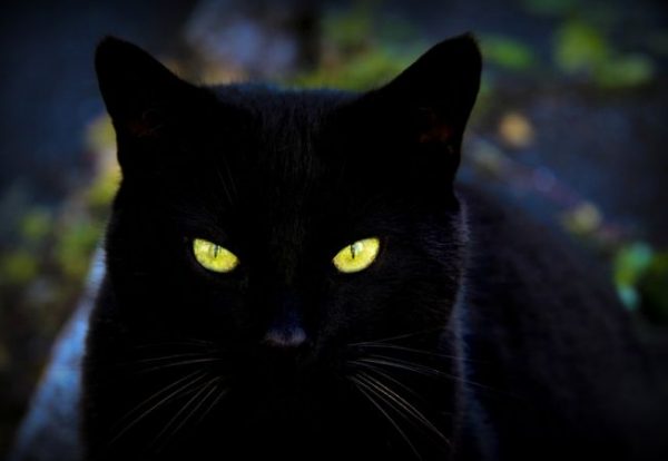 pisica-neagra-600x414
