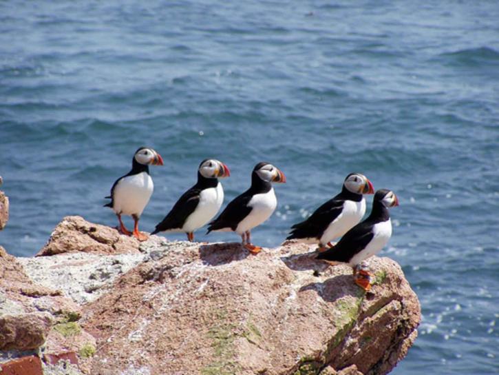 birds-fratercula-arctica-atlantic-puffin-725x544