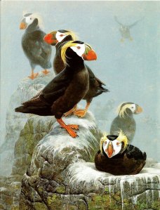 puffins