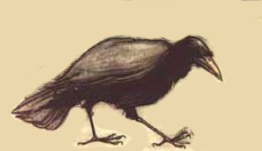 riddle-raven-rackham