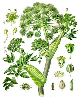 Plant Lore: Angelica