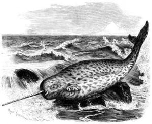 Narwhal