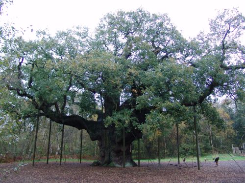 Robin_Hood_Major_Oak
